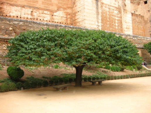 Granada Alhambra Alcazaba (5)